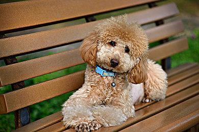 经典动作游戏《鬼武者2》Steam预购 国区售价148元